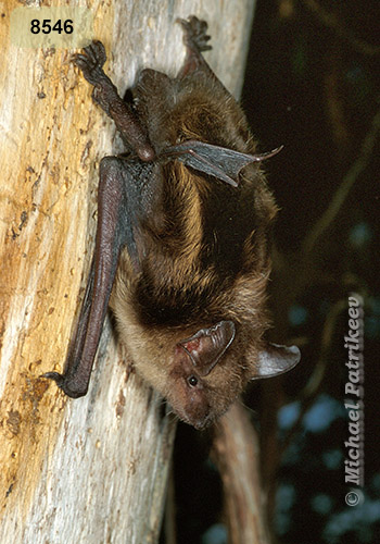 Big Brown Bat (Eptesicus fuscus)